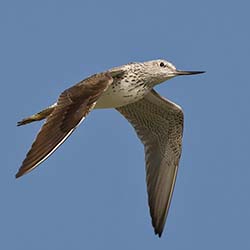 Groenpootruiter | Tringa nebularia Groenpootruiter | Tringa nebularia