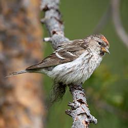 Grote Barmsijs | Acanthis flammea Grote Barmsijs | Acanthis flammea