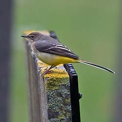 Grote Gele Kwikstaart | Motacilla cinerea