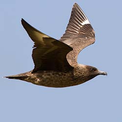 Grote Jager | Stercorarius skua Grote Jager | Stercorarius skua