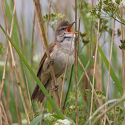 Grote Karekiet | Acrocephalus arundinaceus Grote Karekiet | Acrocephalus arundinaceus