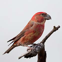 Grote Kruisbek | Loxia pytyopsittacus Grote Kruisbek | Loxia pytyopsittacus