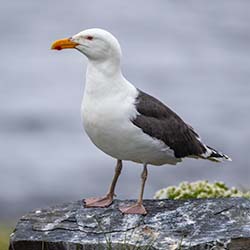 Grote Mantelmeeuw | Larus marinus Grote Mantelmeeuw | Larus marinus