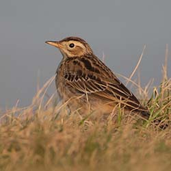 Grote Pieper | Anthus richardi Grote Pieper | Anthus richardi