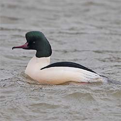 Grote Zaagbek | Mergus merganser Grote Zaagbek | Mergus merganser