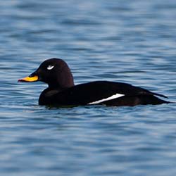 Grote Zee-eend | Melanitta fusca Grote Zee-eend | Melanitta fusca