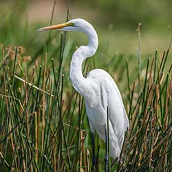 Grote Zilverreiger | Ardea alba