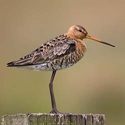 Grutto | Limosa limosa