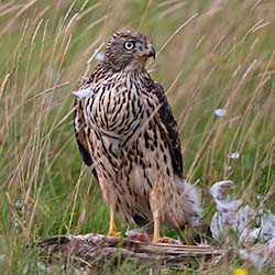 Havik | Accipiter gentilis