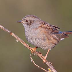 Heggenmus | Prunella modularis