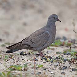 Holenduif | Columba oenas