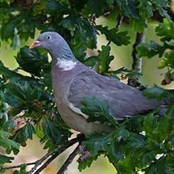 Houtduif | Columba palumbus Houtduif | Columba palumbus
