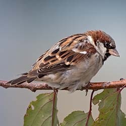 Huismus | Passer domesticus