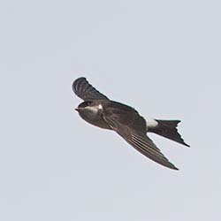Huiszwaluw | Delichon urbicum Huiszwaluw | Delichon urbicum