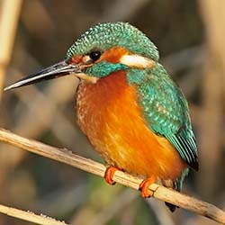 IJsvogel | Alcedo atthis