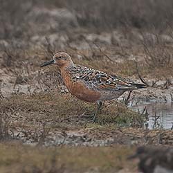 Kanoet | Calidris canutus