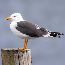 Kleine Mantelmeeuw | Larus fuscus