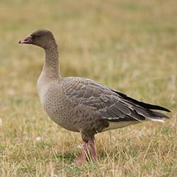 Kleine Rietgans | Anser brachyrhynchus