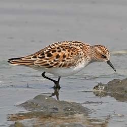 Kleine Strandloper | Calidris minuta