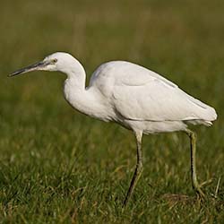 Kleine Zilverreiger | Egretta garzetta