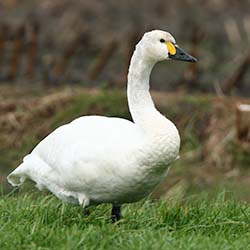 Kleine Zwaan | Cygnus columbianus