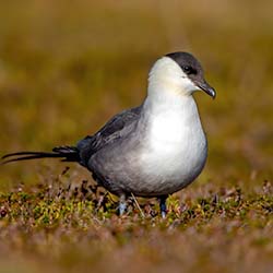 Kleinste Jager | Stercorarius longicaudus