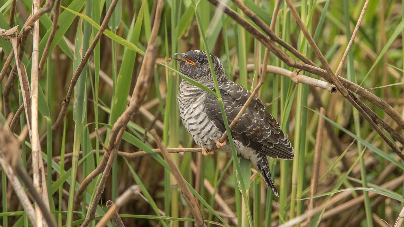 Koekoek | Cuculus canorus