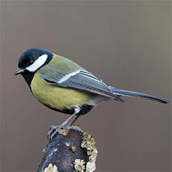 Koolmees | Parus major