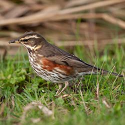 Koperwiek | Turdus iliacus