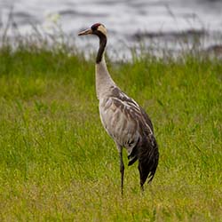 Kraanvogel | Grus grus