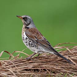 Kramsvogel | Turdus pilaris