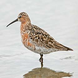 Krombekstrandloper | Calidris ferruginea