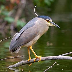 Kwak | Nycticorax nycticorax