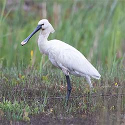 Lepelaar | Platalea leucorodia