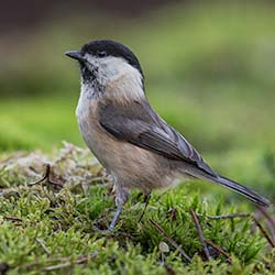 Matkop | Poecile montanus