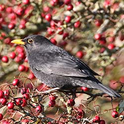 Merel | Turdus merula