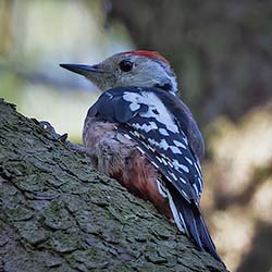 Middelste Bonte Specht | Dendrocoptes medius