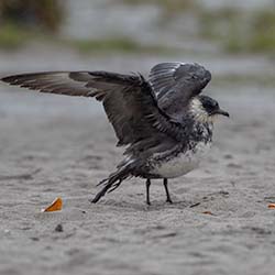 Middelste Jager | Stercorarius pomarinus