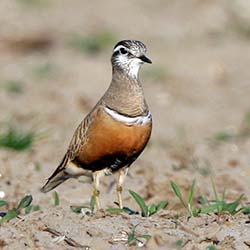 Morinelplevier | Charadrius morinellus