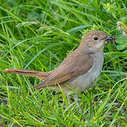 Nachtegaal | Luscinia megarhynchos