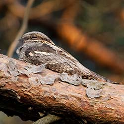 Nachtzwaluw | Caprimulgus europaeus