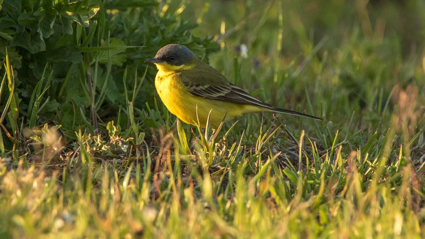 Noordse Kwikstaart | Motacilla thunbergi