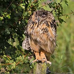 Oehoe | Bubo bubo