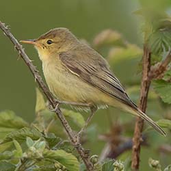 Orpheusspotvogel | Hippolais polyglotta