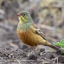 Ortolaan | Emberiza hortulana