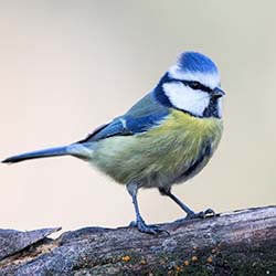 Pimpelmees | Cyanistes caeruleus