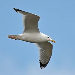 Pontische Meeuw | Larus cachinnans