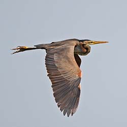 Purperreiger | Ardea purpurea