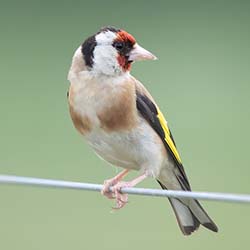 Putter | Carduelis carduelis