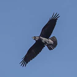Raaf | Corvus corax